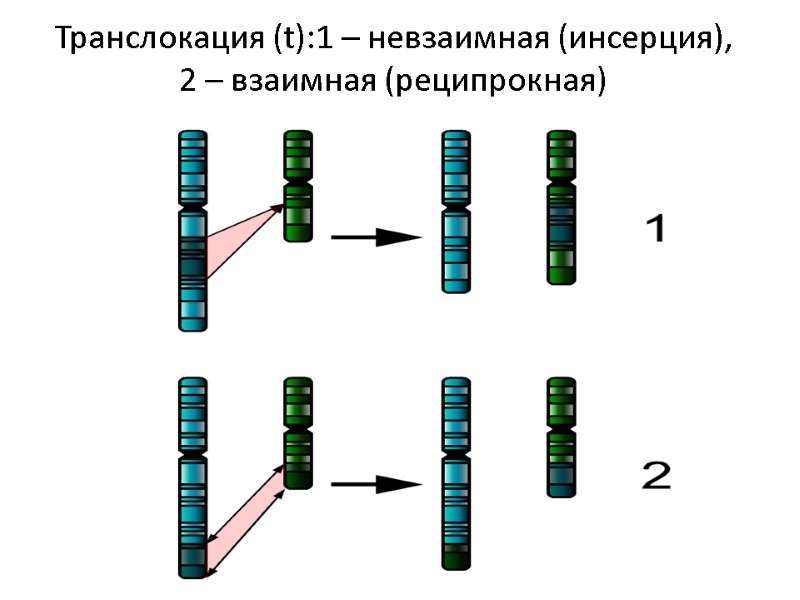 Транслокация (t):1 – невзаимная (инсерция), 2 – взаимная (реципрокная)